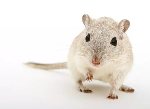 Transgenic mouse